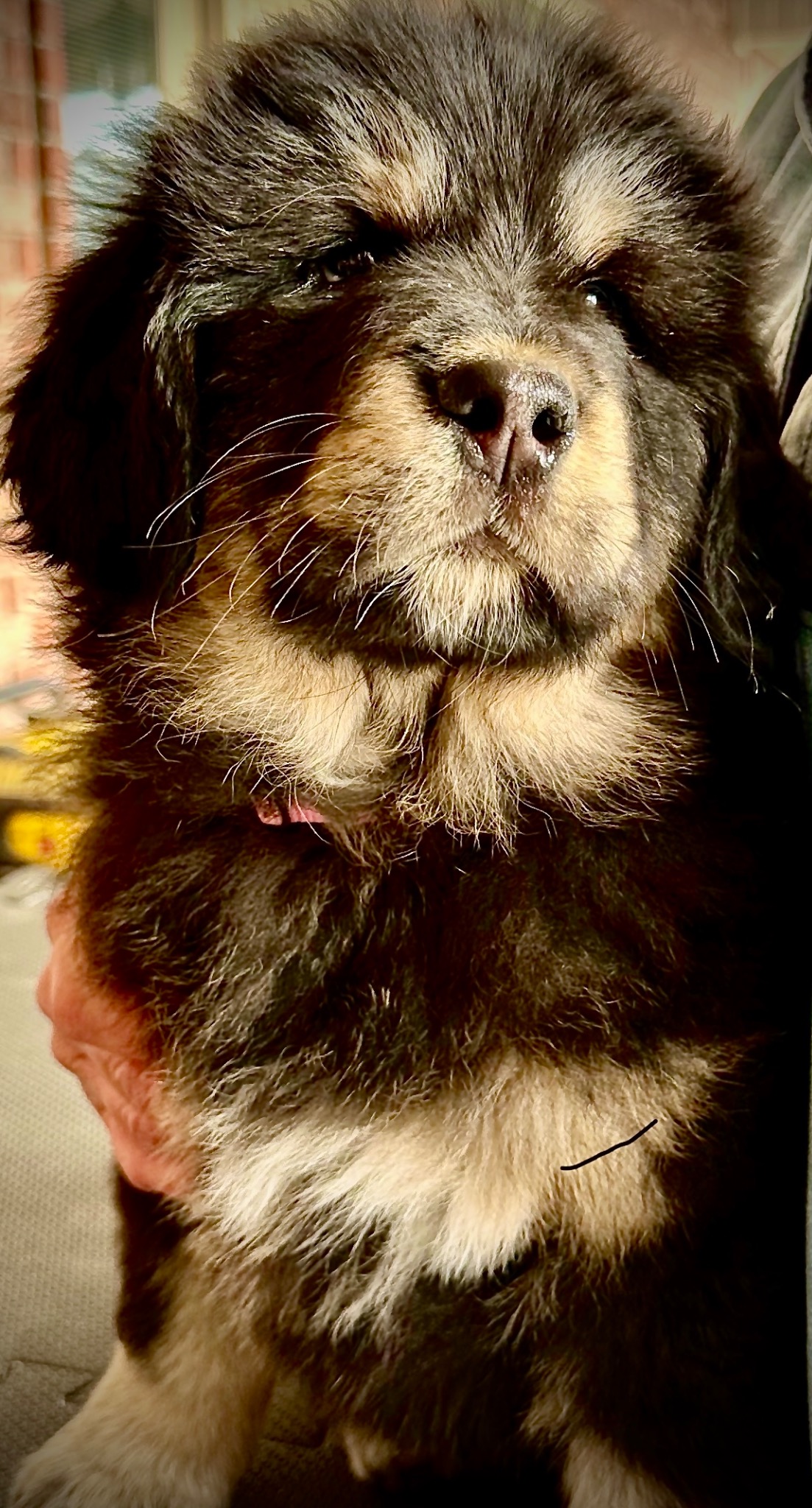 Zaya as a puppy