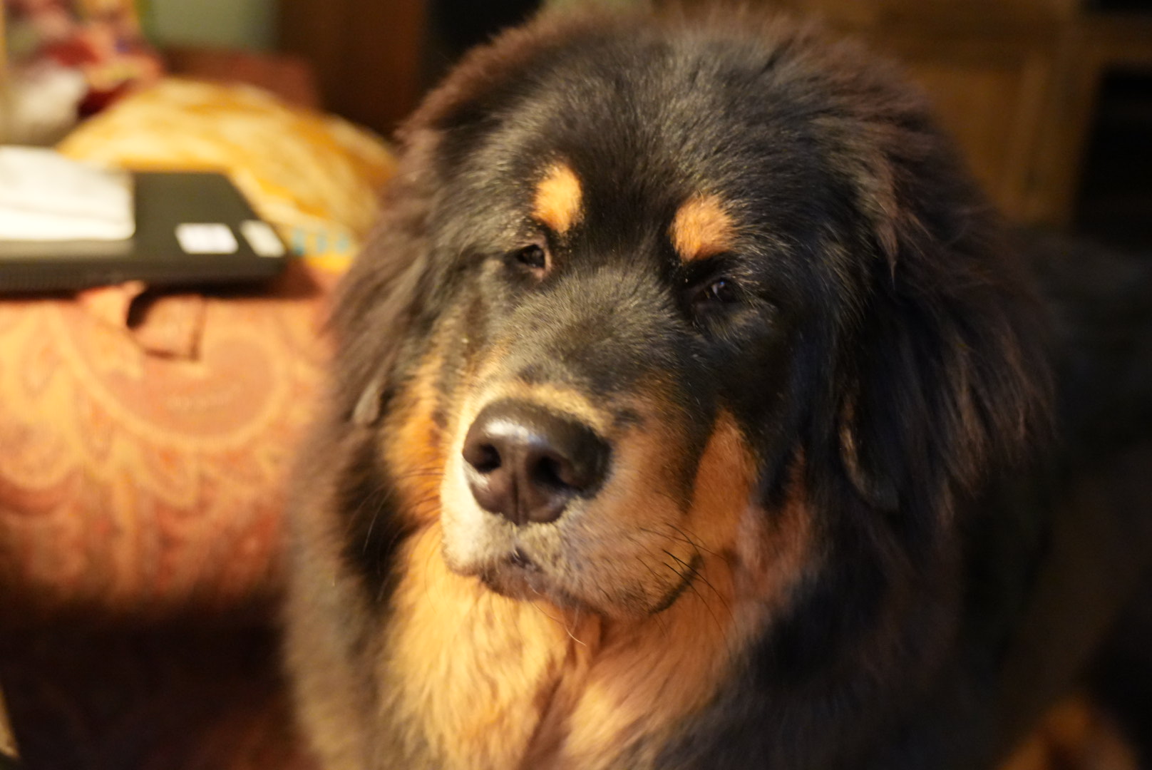 Zaya face portrait