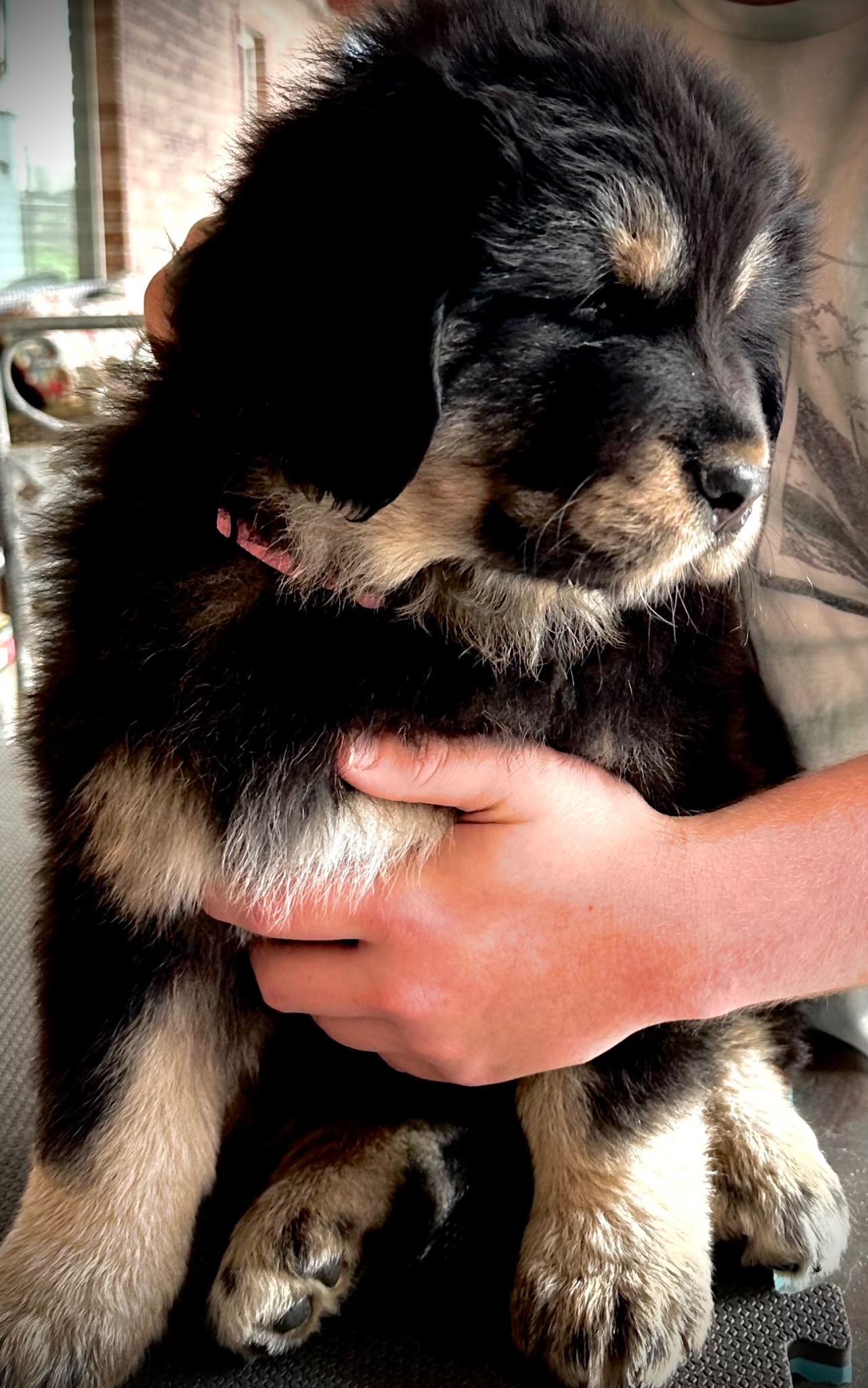 Zaya puppy profile