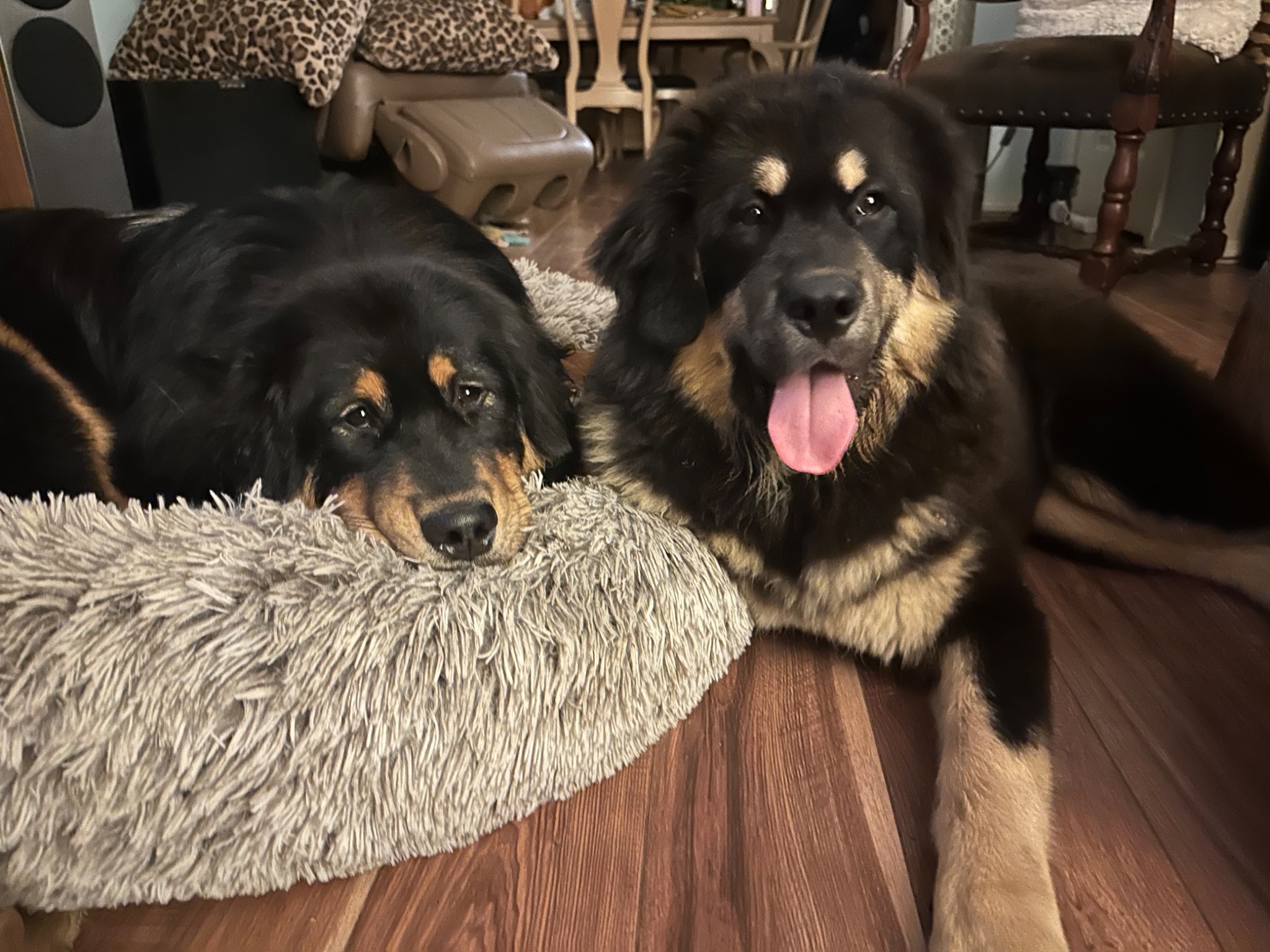 Zaya with the dogs at home