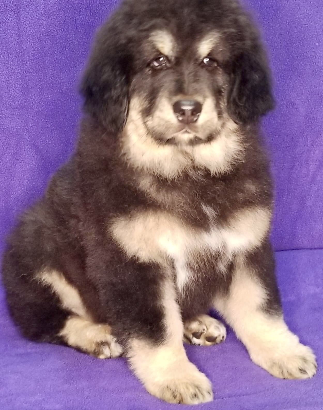 Zaya puppy portrait