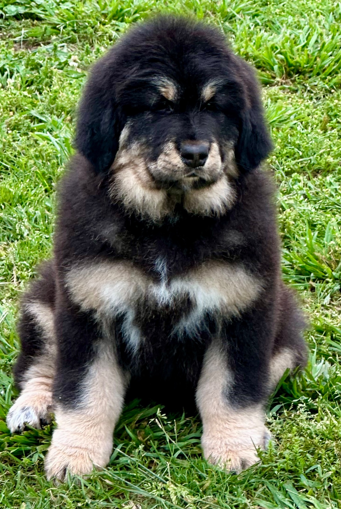 Zaya sitting in the grass