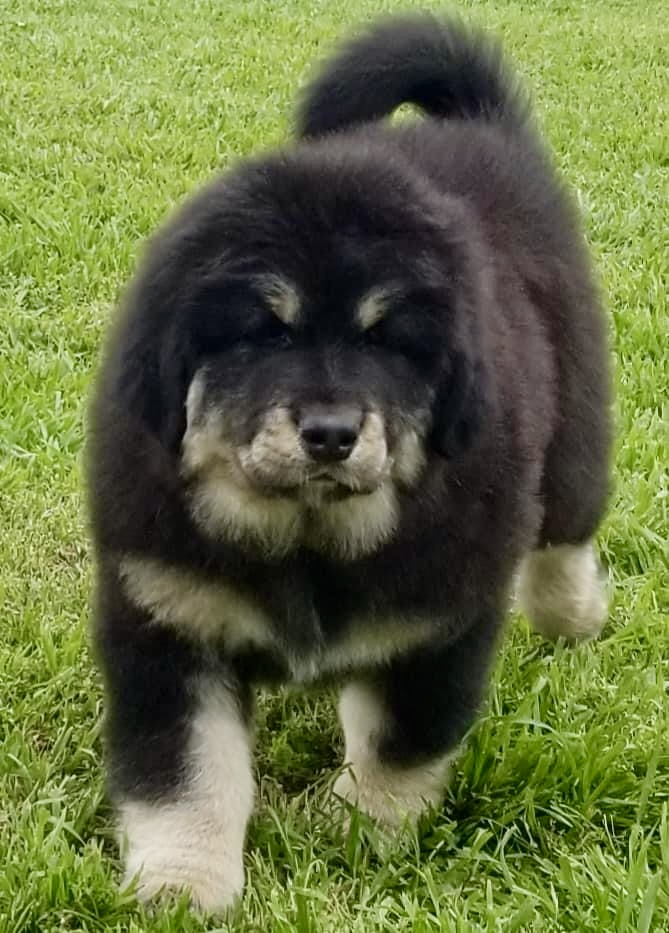 Zaya walking in the grass
