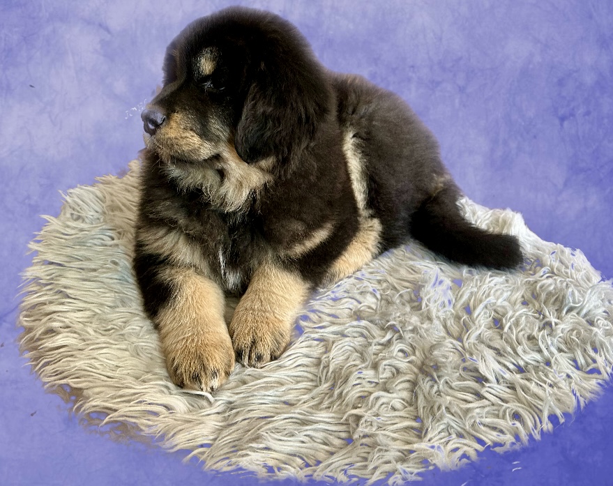 Zaya on a lavender backdrop