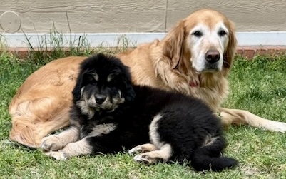 Zaya relaxing with a companion