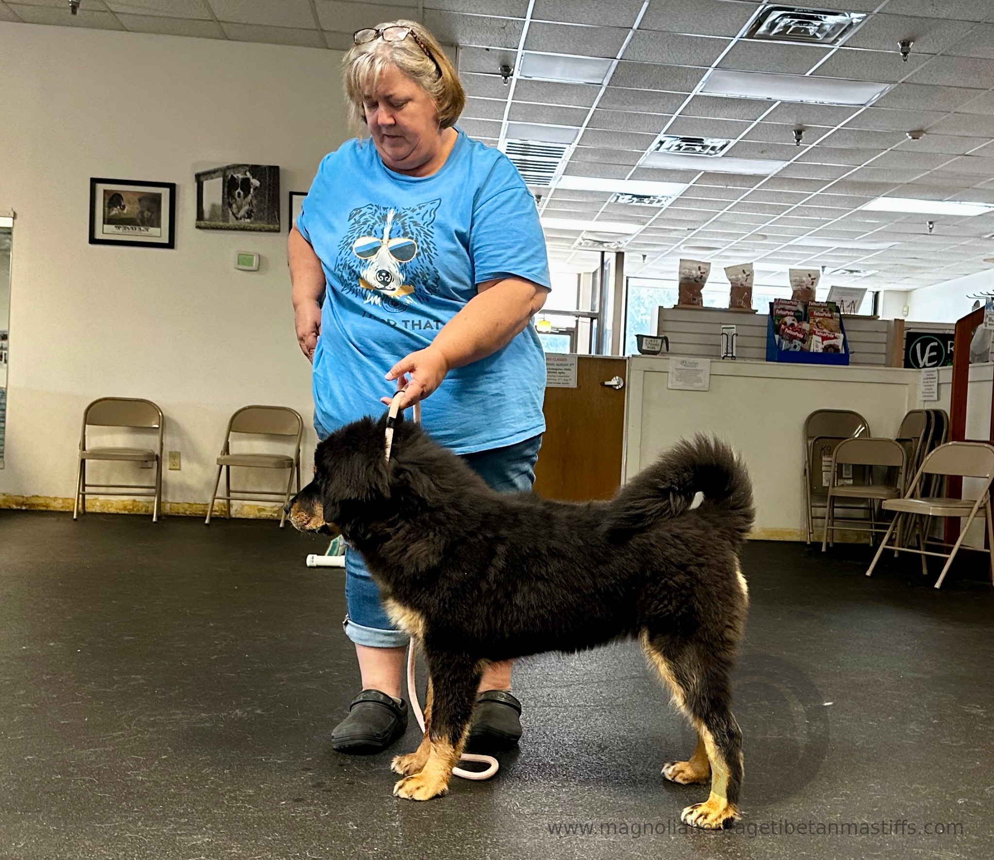 Kim Sykes training Zaya as a puppy on foundation skills