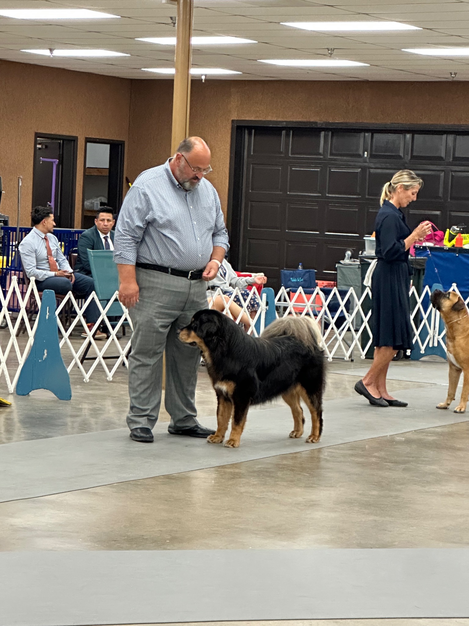 Zaya in the show ring