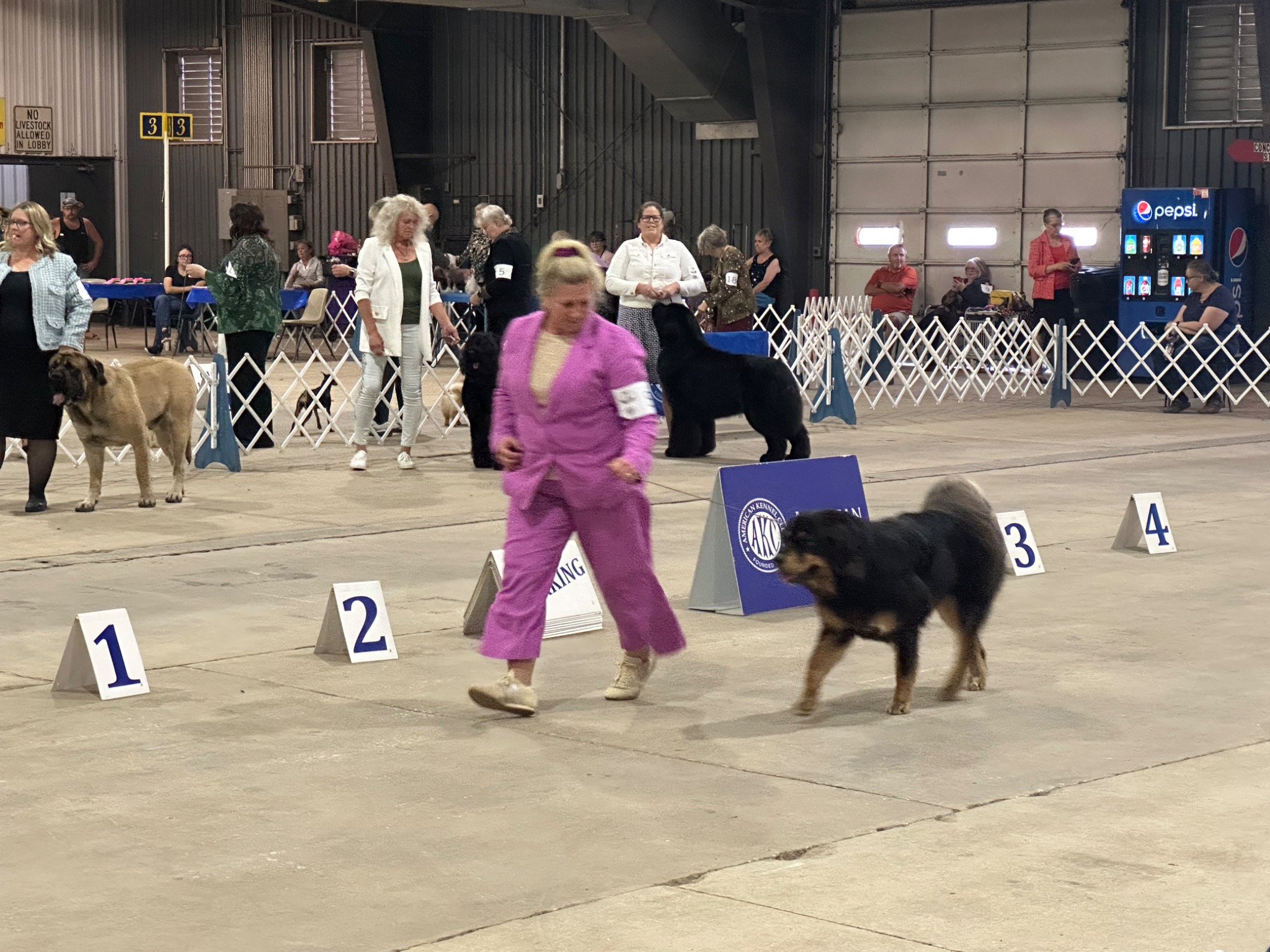 Zaya at a dog show