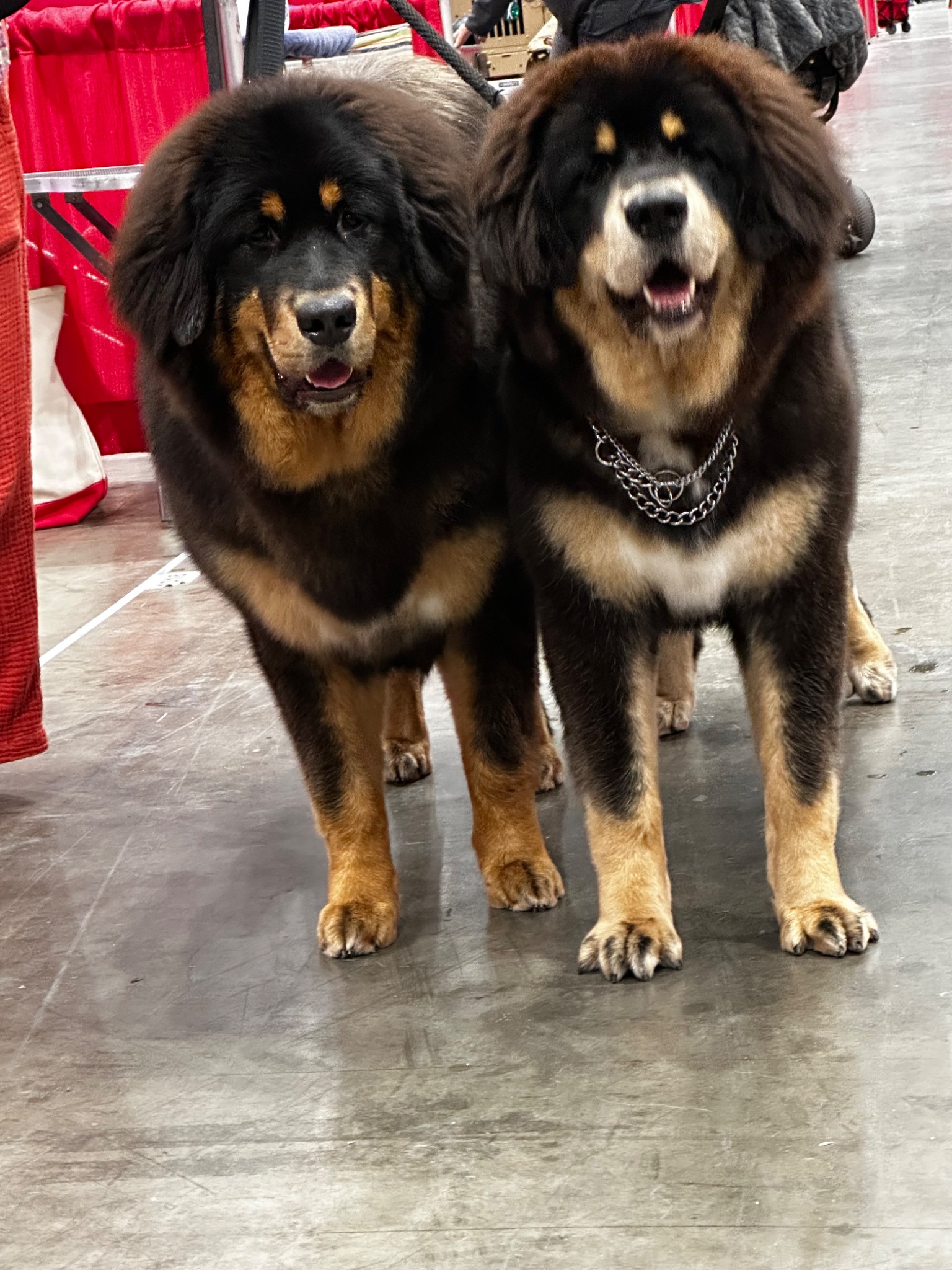 Zaya with another Tibetan Mastiff