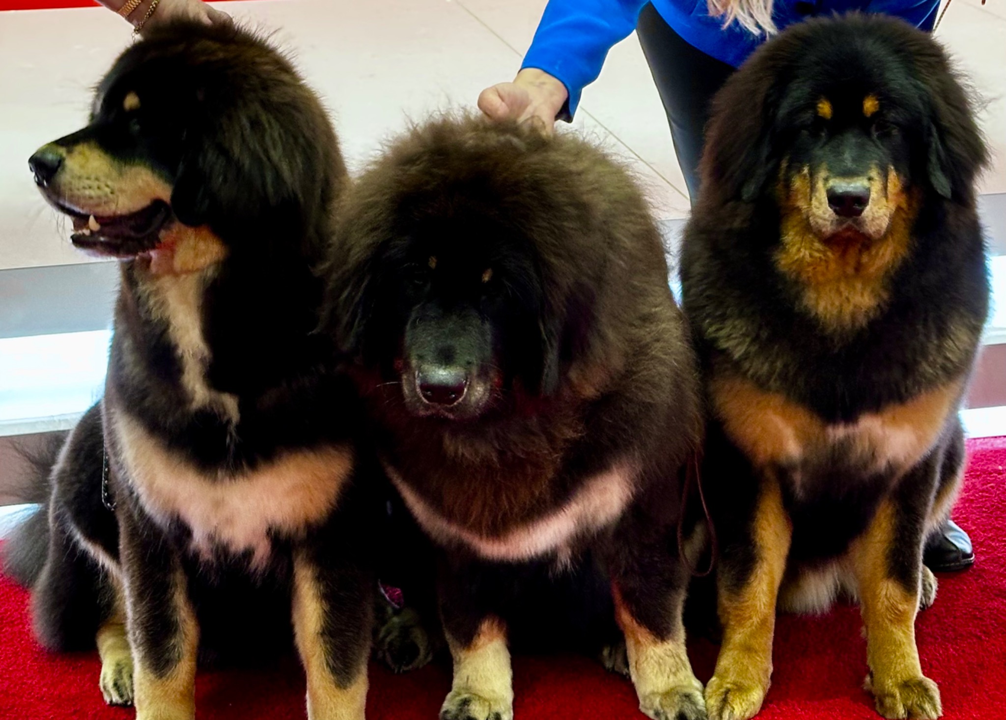 Zaya with other Tibetan Mastiffs